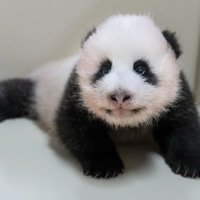 $曙宝 1h -48.2%，市值缩至 11.9 万美元