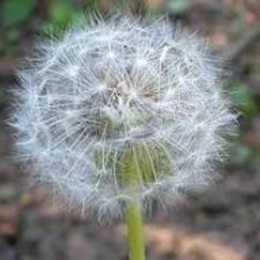 $Taraxacum 24h +576.2%（5 倍），市值 30.1 万美元