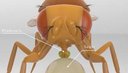 $永生果蝇 发射 5 小时登 Flap 热榜，24h 成交 91.4 万美元